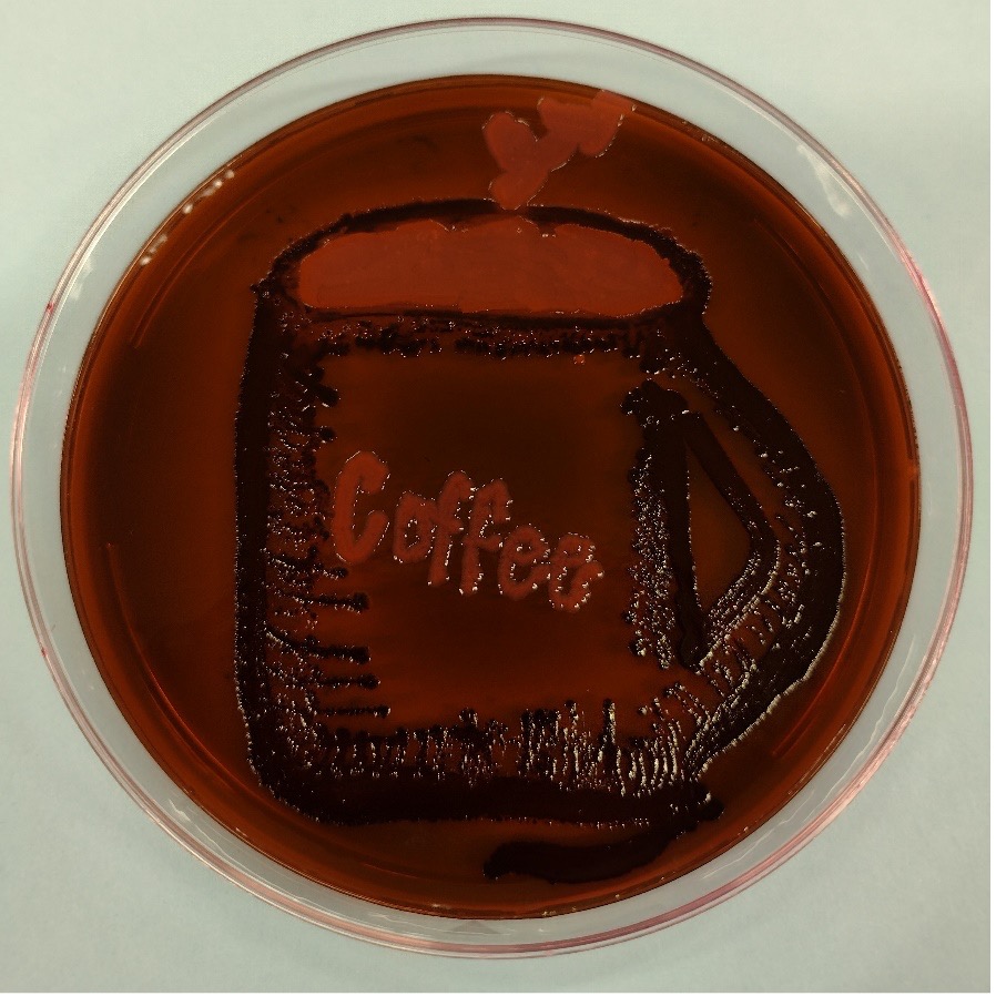 ASM Agar Art Winners: Celebrating Creativity in Microbiology